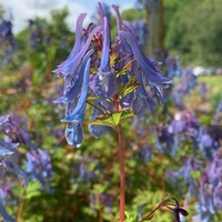 Corydalis  'Spinners'